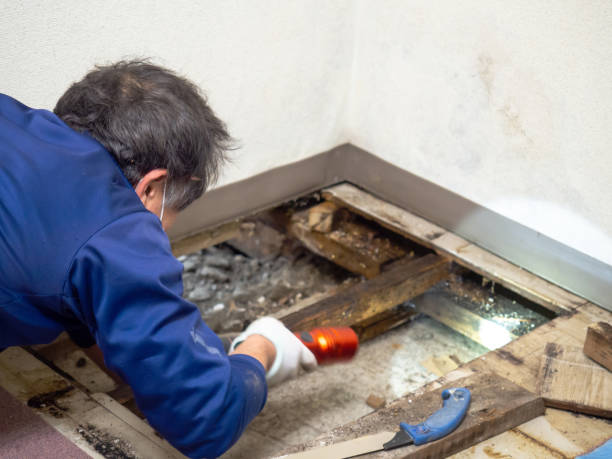 Best Health and Safety Mold Remediation in Highland, AR