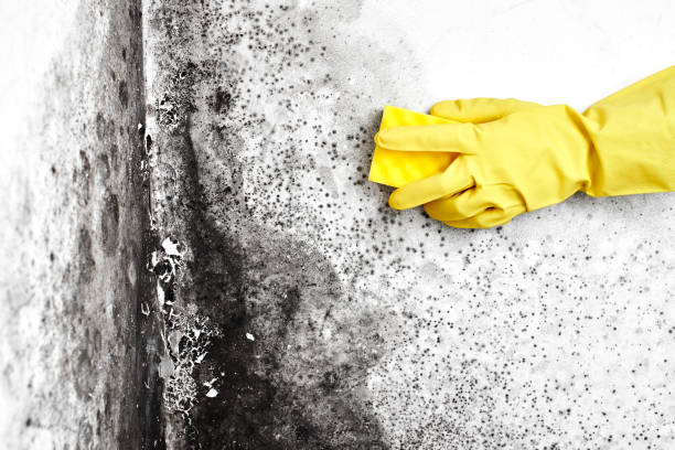 Best Residential Mold Remediation in Highland, AR