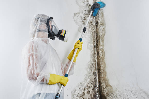 Best Localized Mold Remediation (e.g., coastal areas, humid climates) in Highland, AR