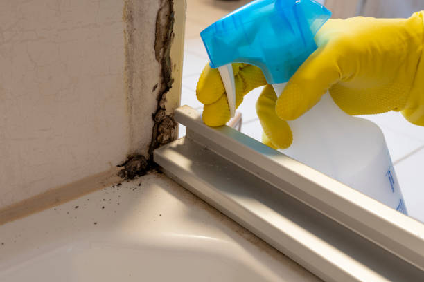 Best Industrial Mold Remediation in Highland, AR