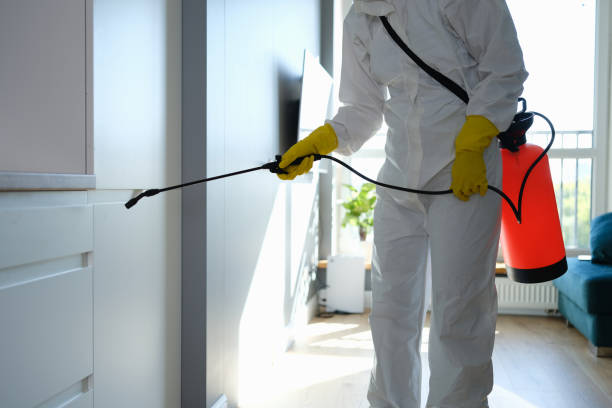 Best White Mold Remediation in Highland, AR