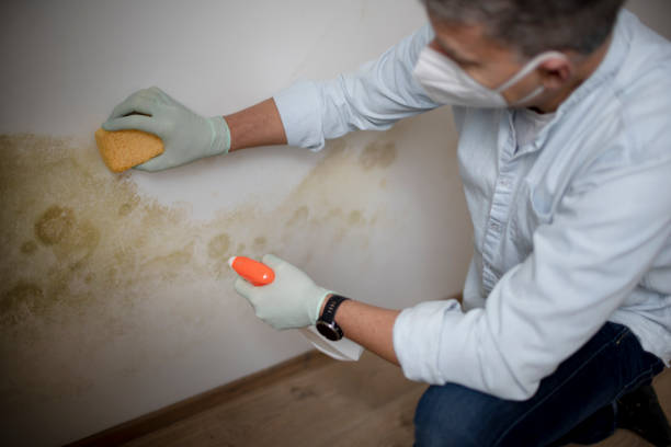 Best Bathroom Mold Remediation in Highland, AR