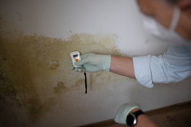 Best Black Mold Remediation in Highland, AR