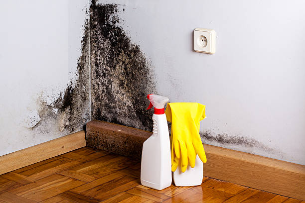 Best Attic Mold Remediation in Highland, AR