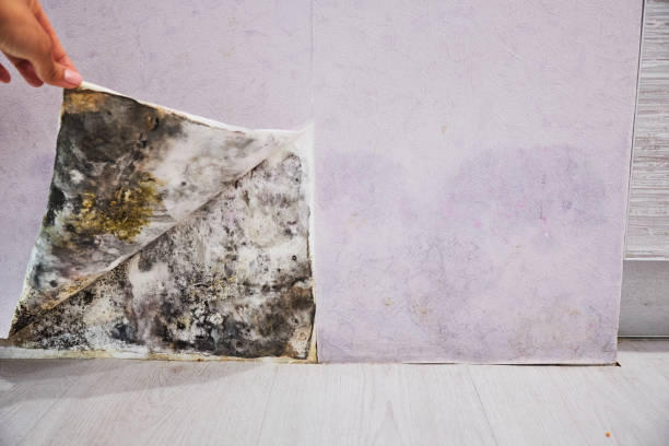 Highland, AR Mold Remediation Company